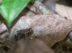Incilius aucoinae