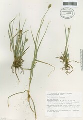 Carex mesochorea