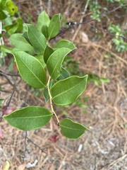Lyonia lucida