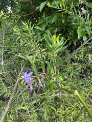 Hemerocallidoideae