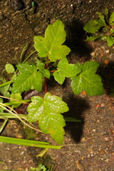 Acer pseudoplatanus