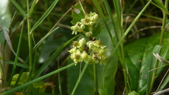 Hippocratea volubilis