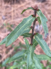 Quercus hemisphaerica
