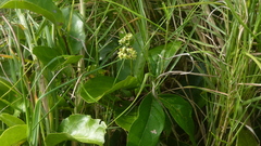 Hippocratea volubilis