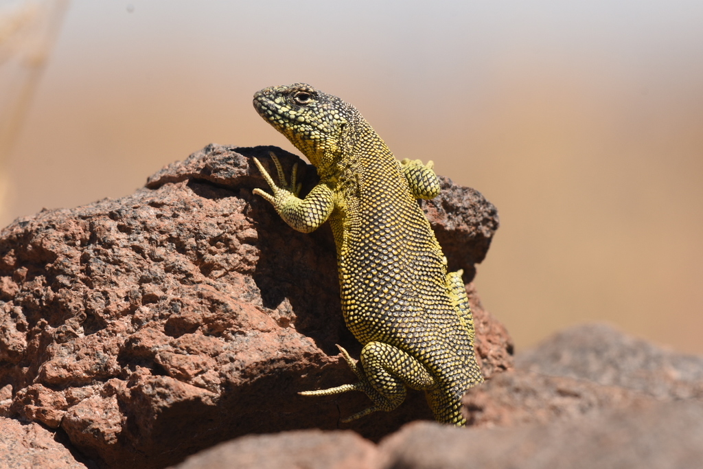 South American Lesser Iguanas