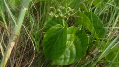 Cissus verticillata