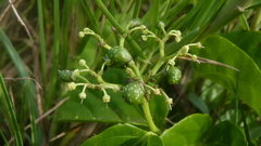 Cissus verticillata