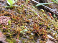 Bryum