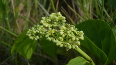 Cissus verticillata