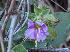 Mirabilis laevis