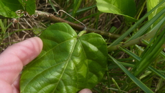 Cissus verticillata