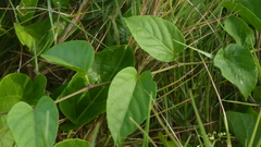Cissus verticillata
