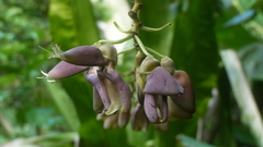 Mucuna