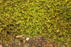 Amblystegium serpens