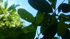 Mucuna
