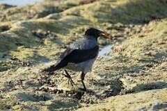 Corvus cornix