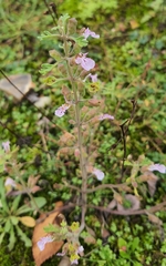 Teucrium botrys