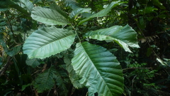 Cupania