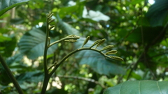 Cupania
