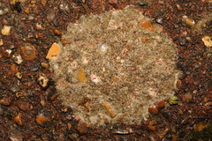 Lecanora
