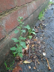 Chenopodium ficifolium