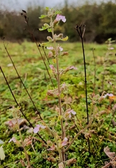 Teucrium botrys