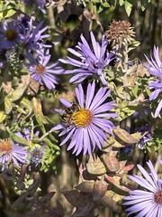Symphyotrichinae