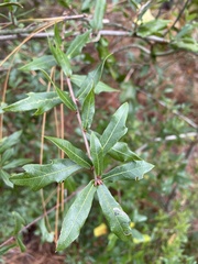 Quercus hemisphaerica