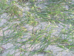 Zostera