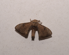Bombycidae