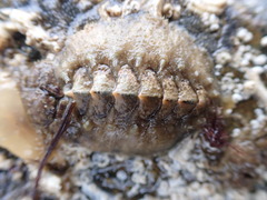 Acanthochitona fascicularis