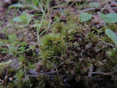 Rosulabryum