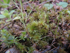 Rosulabryum