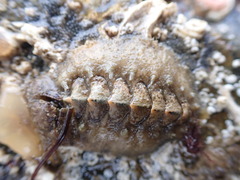 Acanthochitona fascicularis