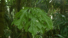 Anthurium clavigerum