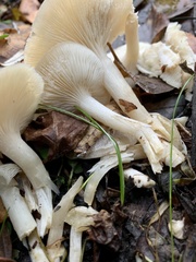 Leucocybe connata