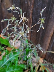 Lactuca serriola