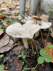 Leucocybe connata
