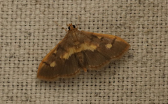 Syllepte sellalis
