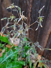Lactuca serriola