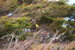 Spinus barbatus