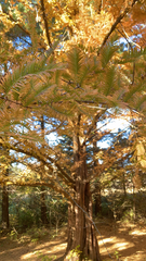 Metasequoia glyptostroboides