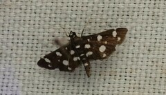 Bocchoris inspersalis