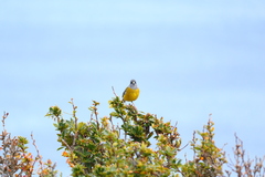 Phrygilus patagonicus