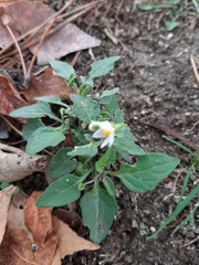 Solanum villosum