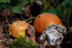 Amanita caesarea