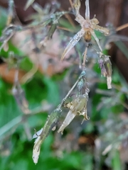 Lactuca serriola