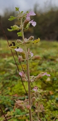 Teucrium botrys