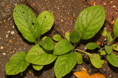 Pentaglottis sempervirens