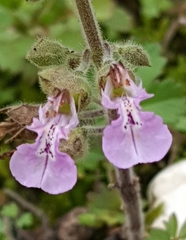 Teucrium botrys